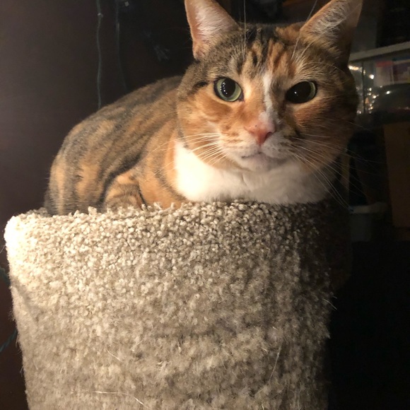 😻 MY 3 BABY GIRLS 😻 - Picture 3 of 12